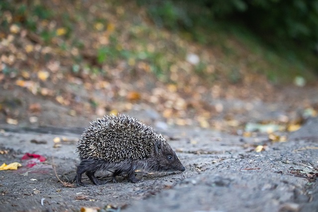 世界最“魔鬼”的客场氛围